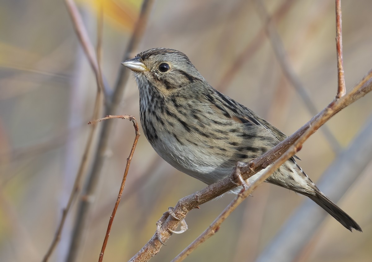 Lincoln's Sparrow - ML627145528