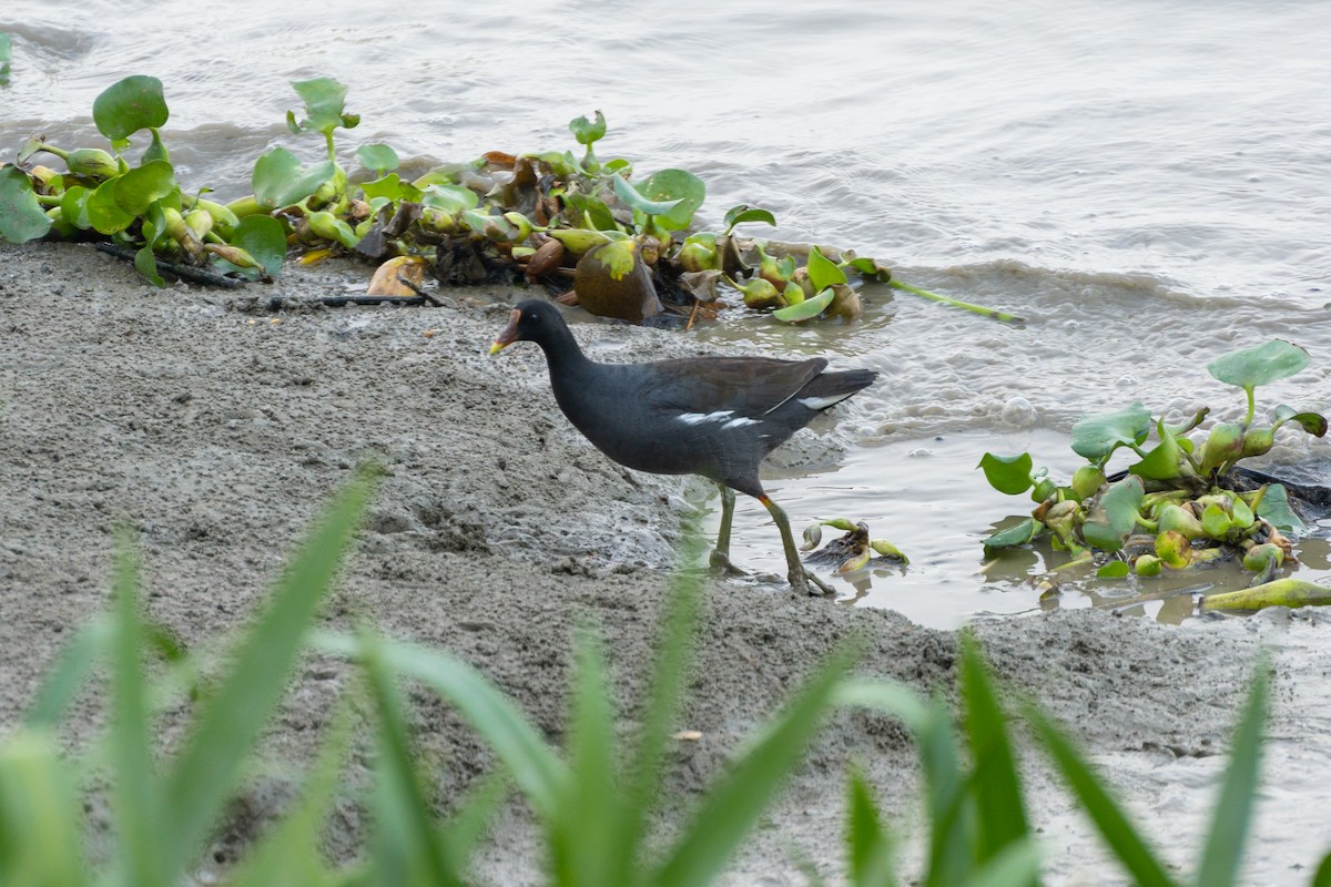 Common Gallinule - ML627145579