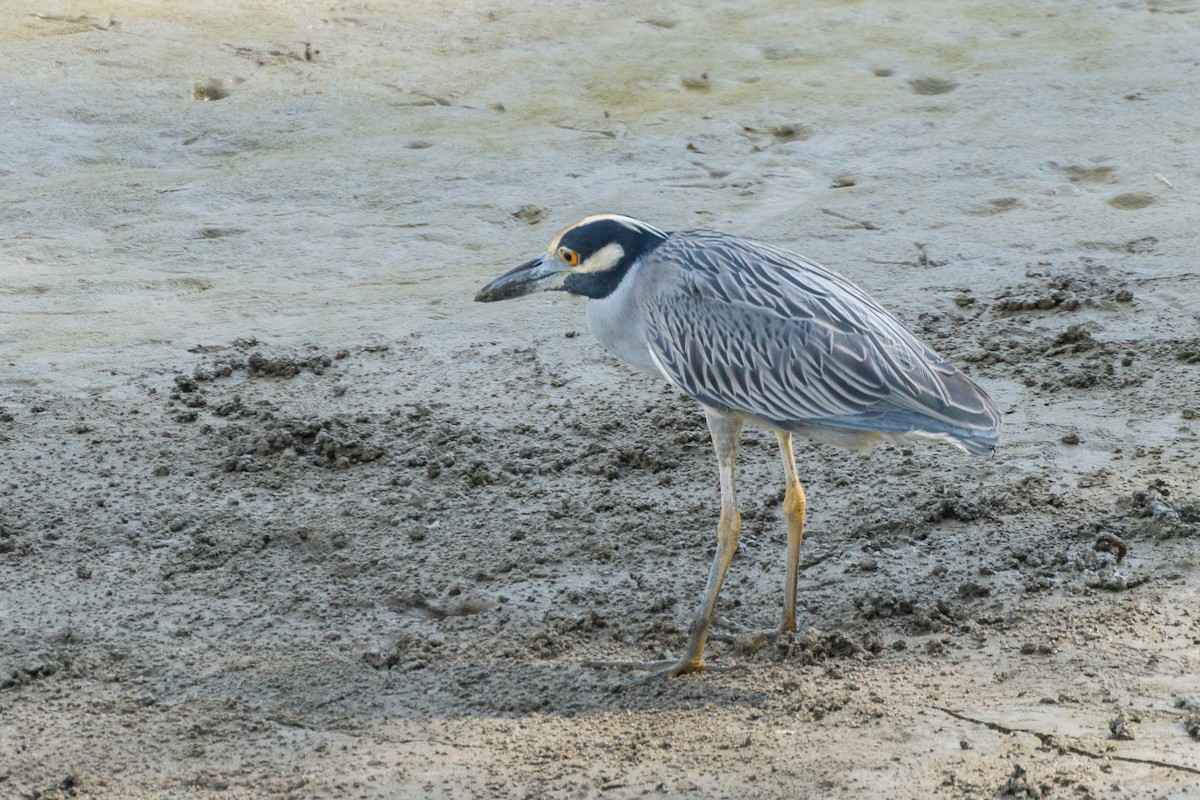 Yellow-crowned Night Heron - ML627145585