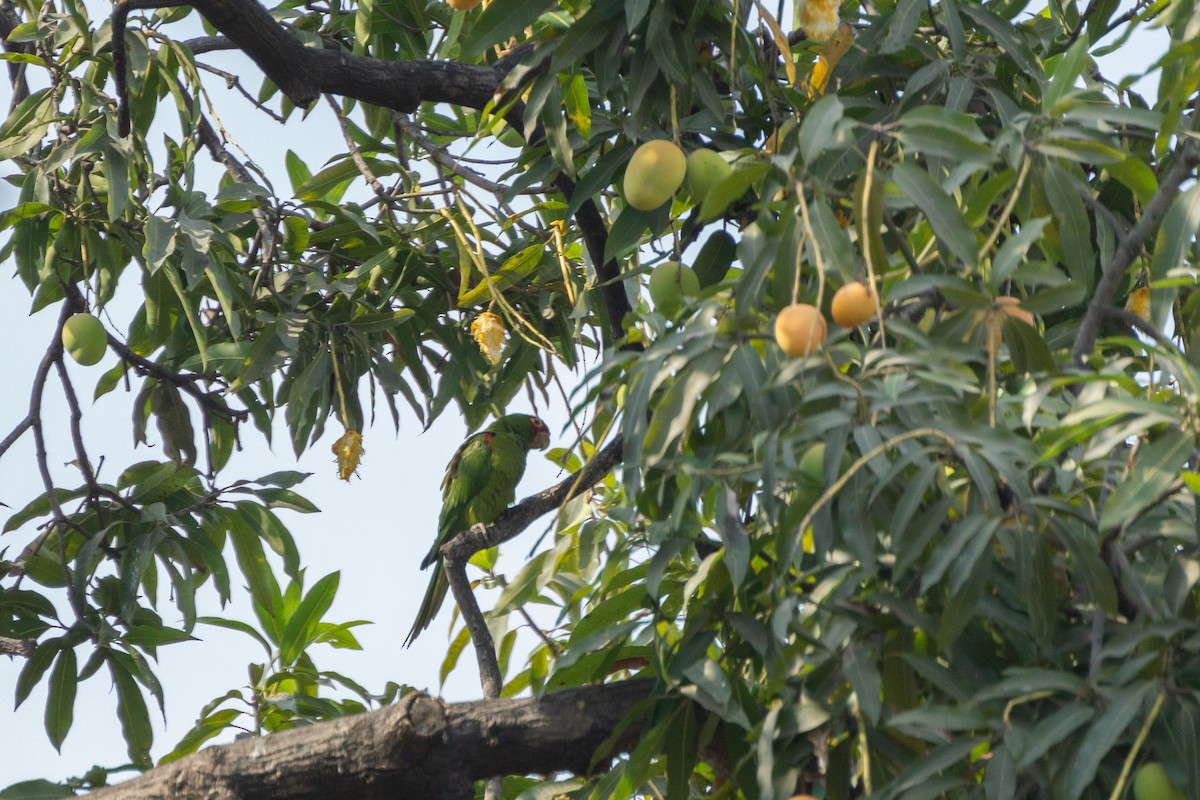 Red-masked Parakeet - ML627145593