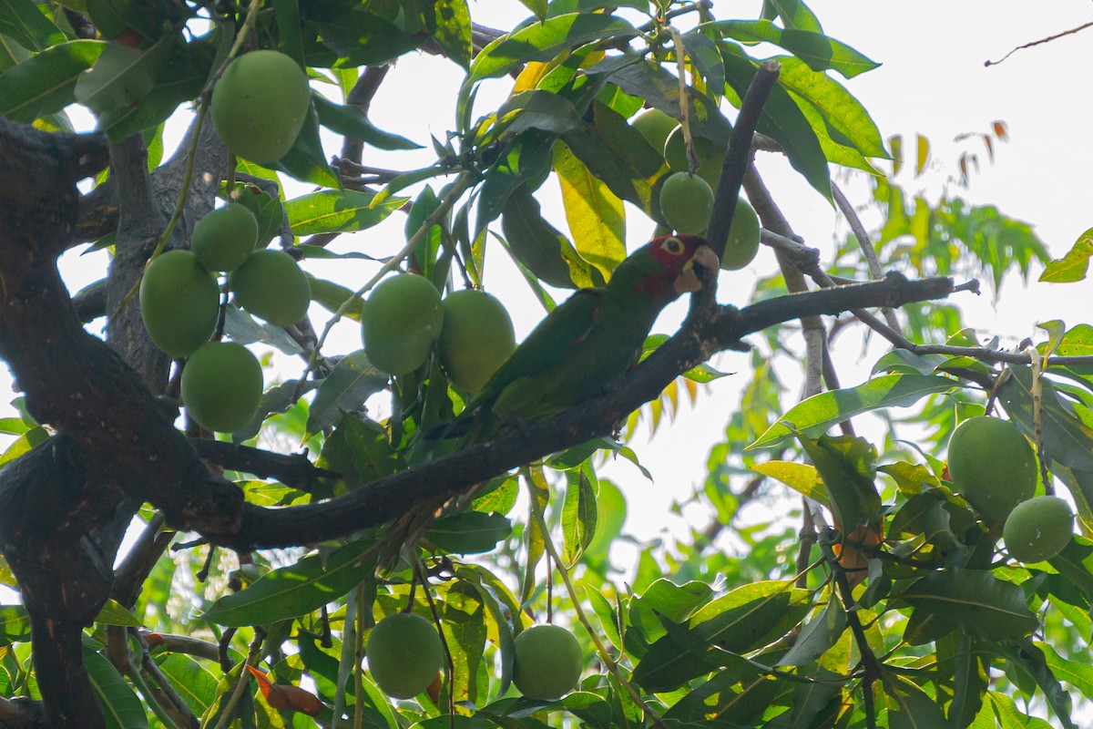 Red-masked Parakeet - ML627145594