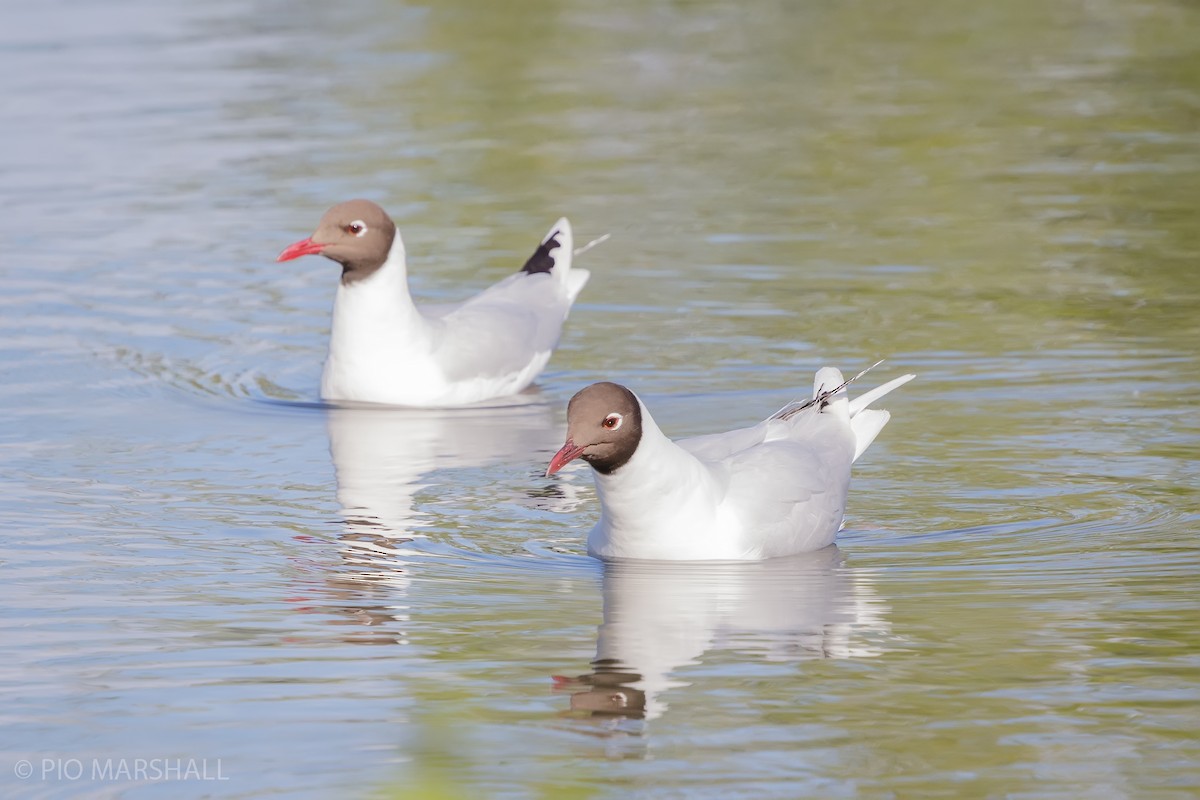 Brown-hooded Gull - ML627145885