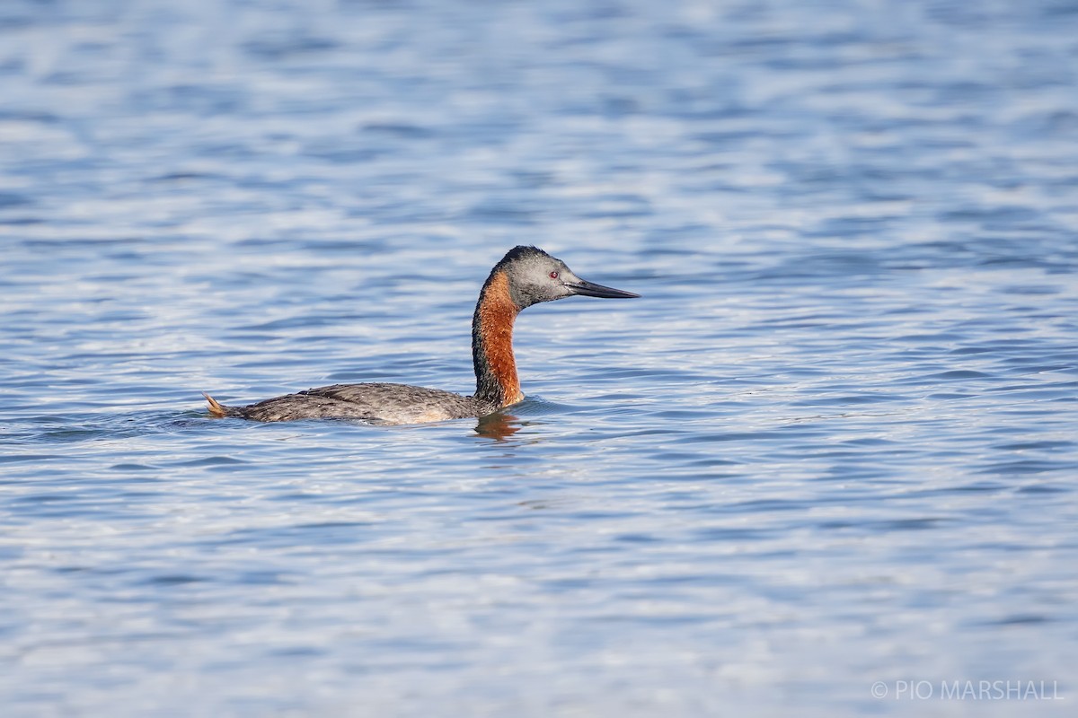 Great Grebe - ML627145896