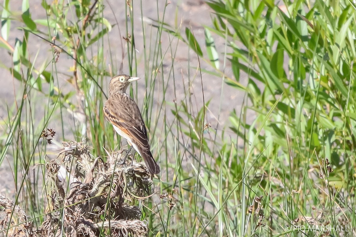 Spectacled Tyrant - ML627145942