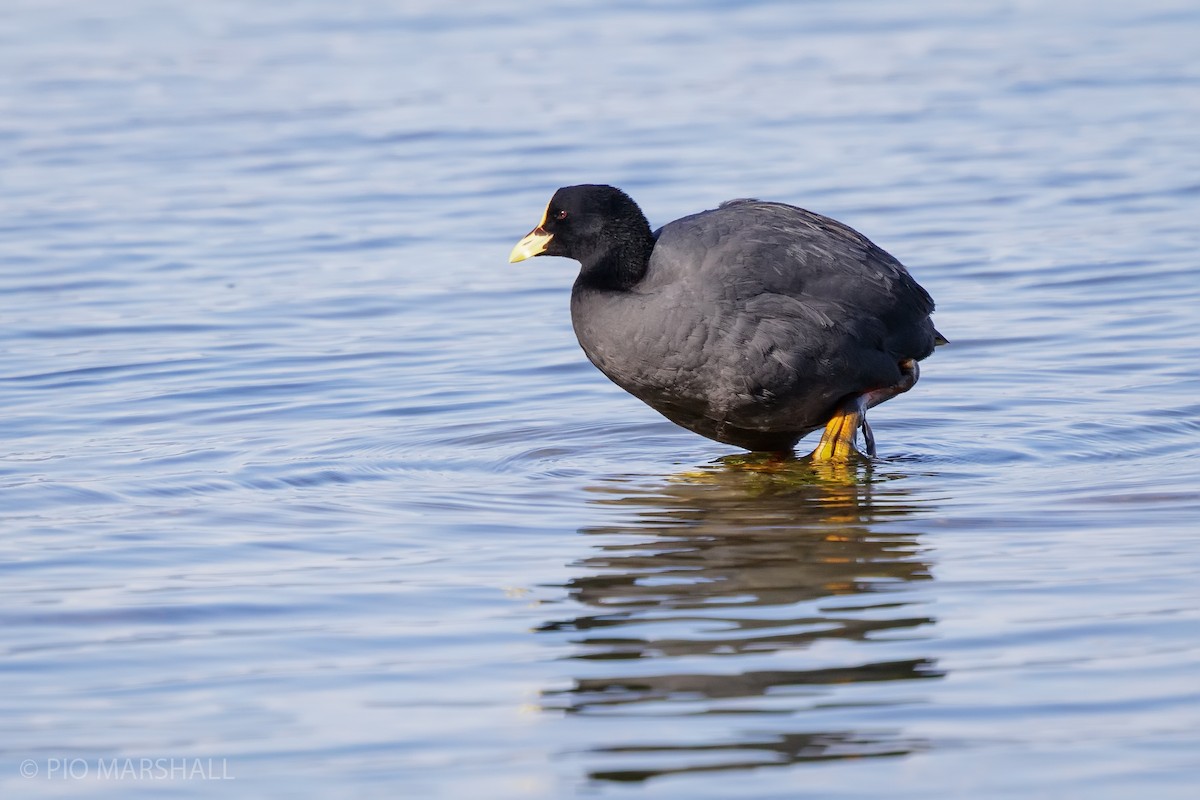 Red-gartered Coot - ML627145952