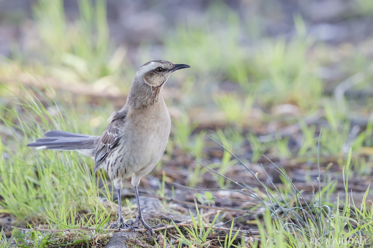 Chilean Mockingbird - ML627145961