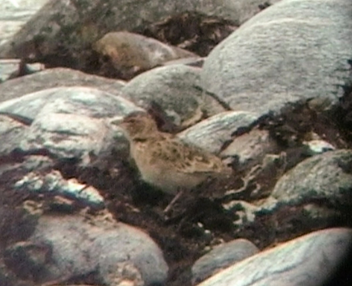 Bimaculated Lark - ML62714611