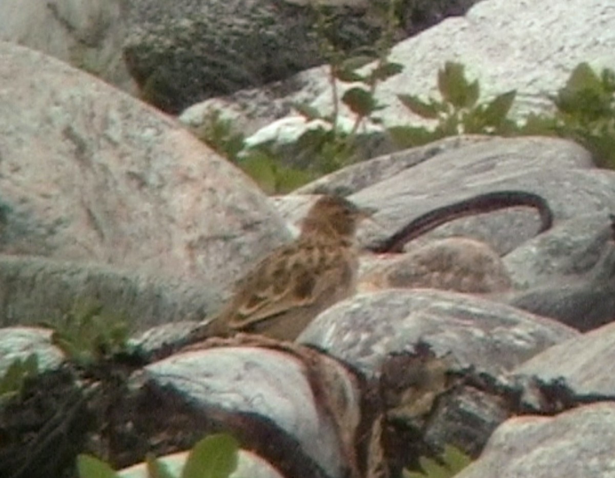 Bimaculated Lark - ML62714621