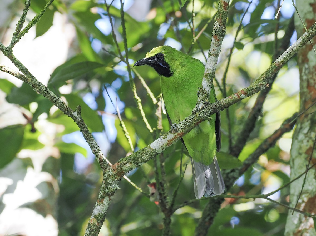 Greater Green Leafbird - ML627146382