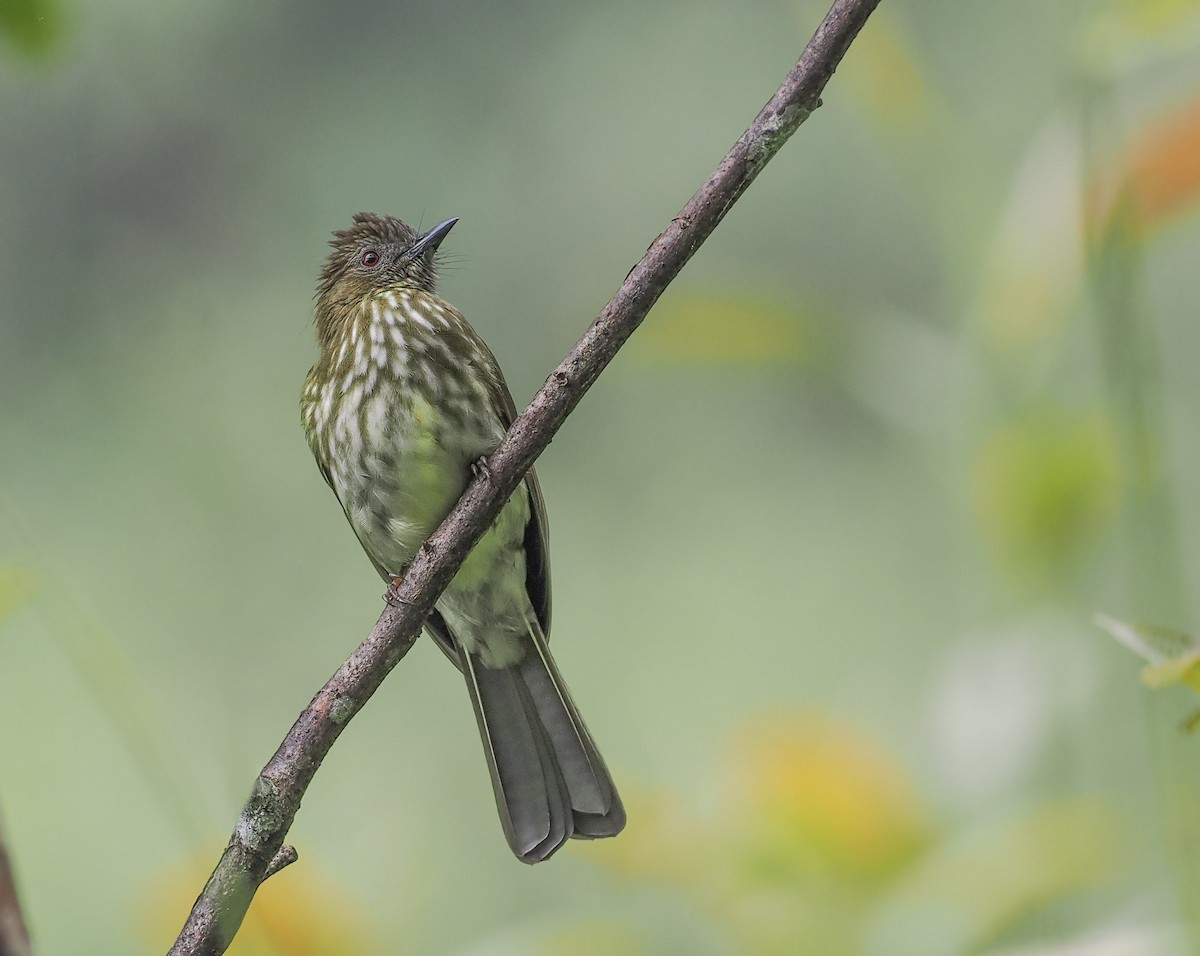 Sumatran Bulbul - ML627146506