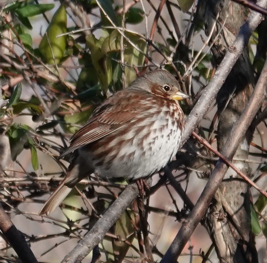 Fox Sparrow - ML627146629