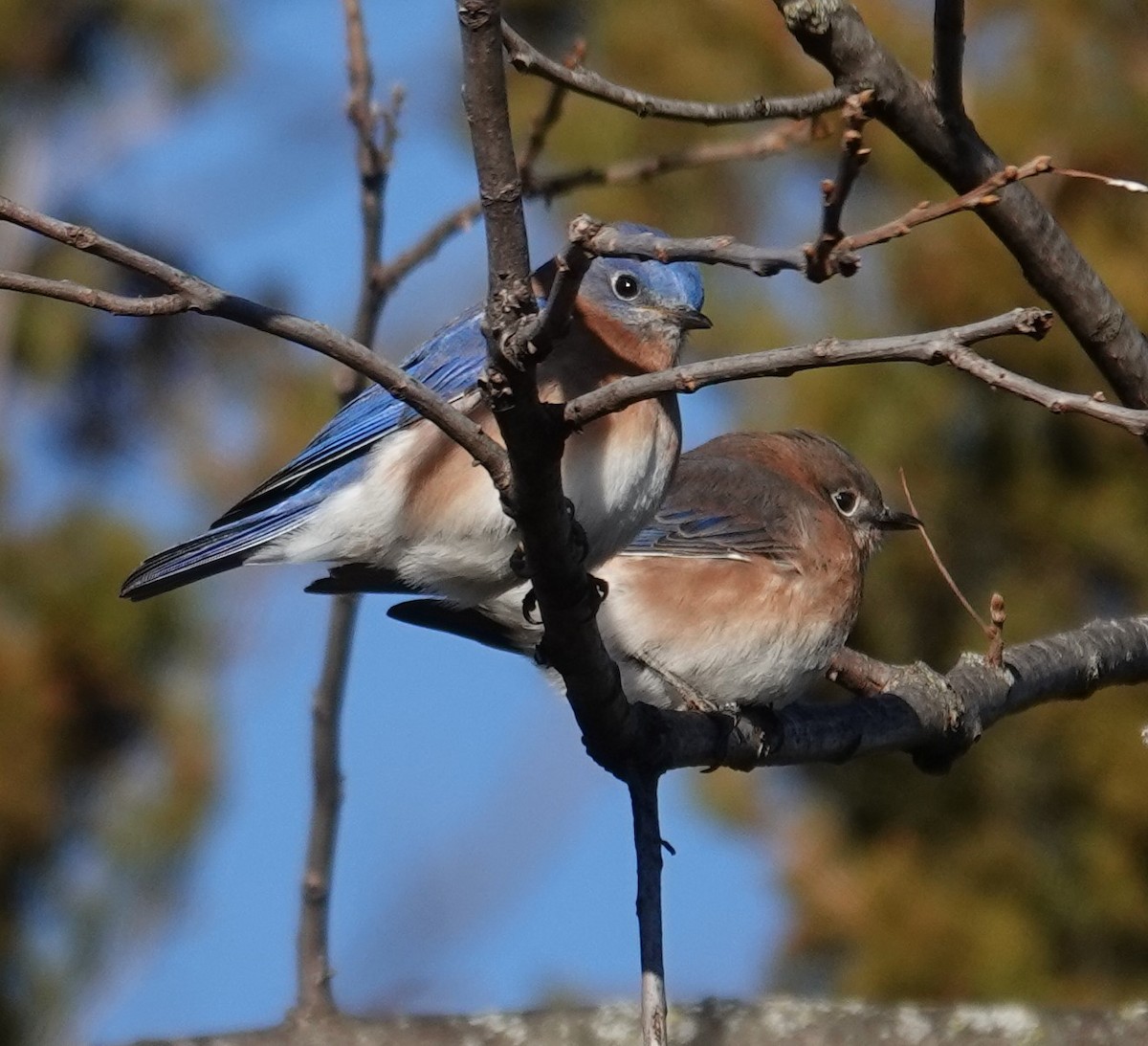 Eastern Bluebird - ML627146651