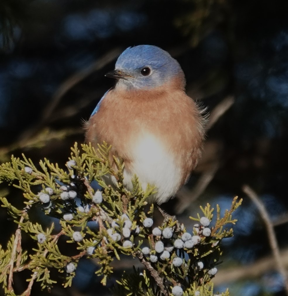 Eastern Bluebird - ML627146652