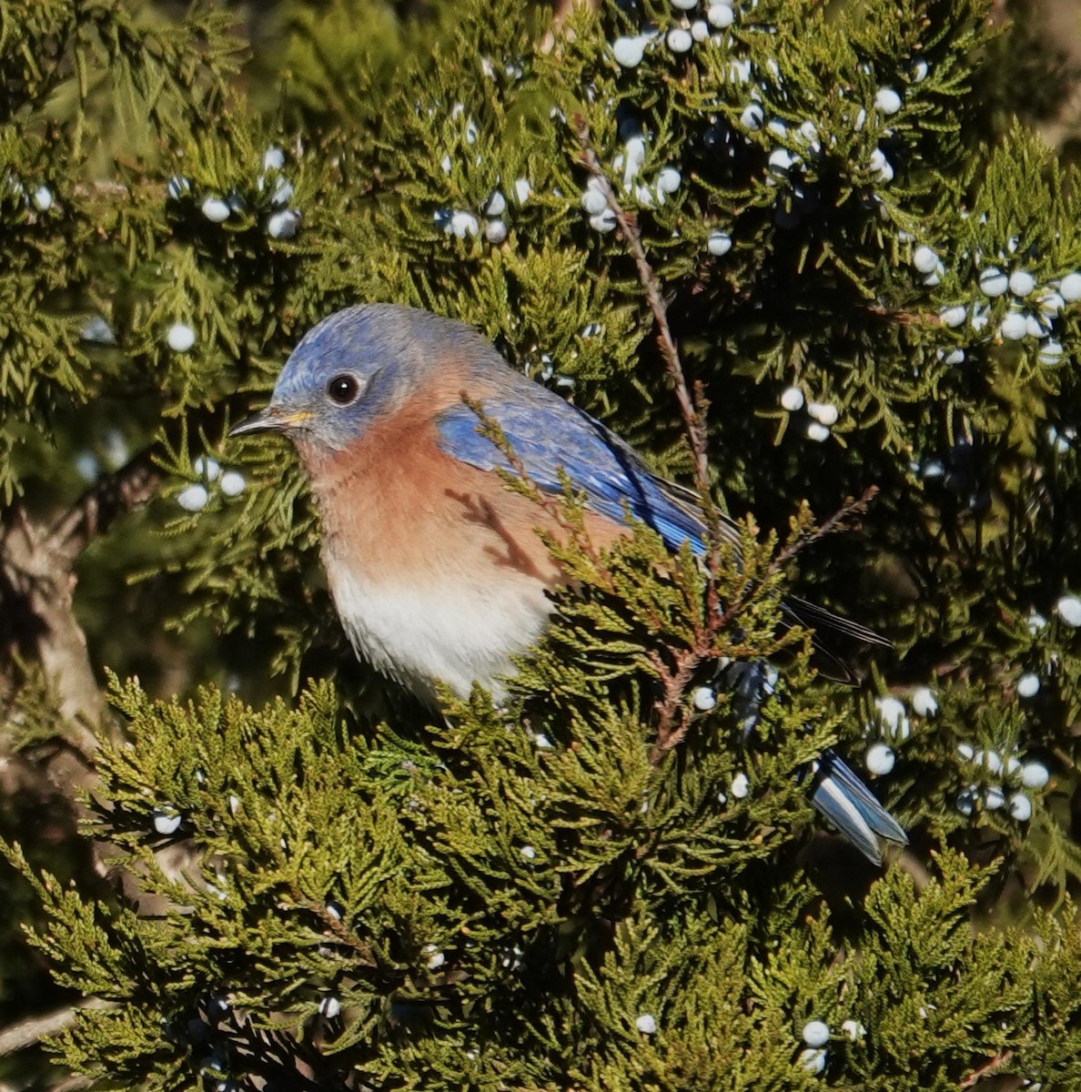 Eastern Bluebird - ML627146653