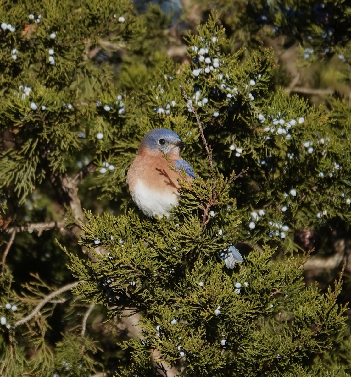 Eastern Bluebird - ML627146654