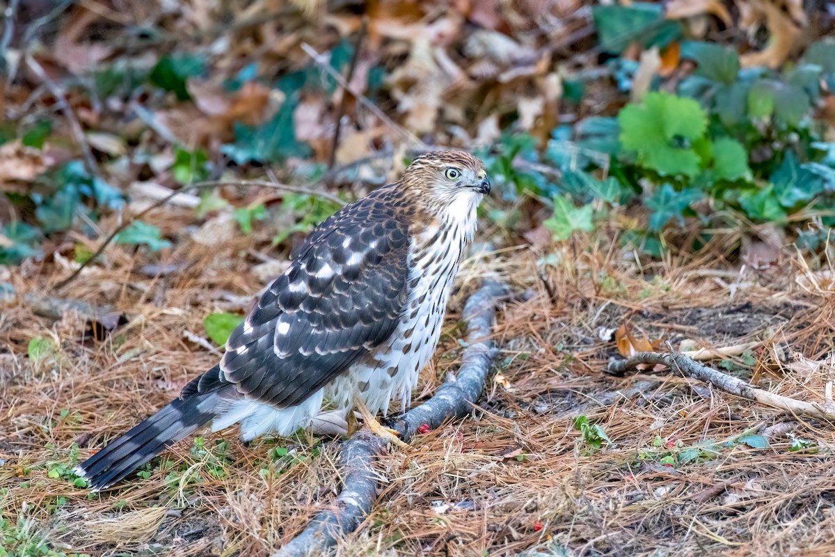 Cooper's Hawk - ML627146703