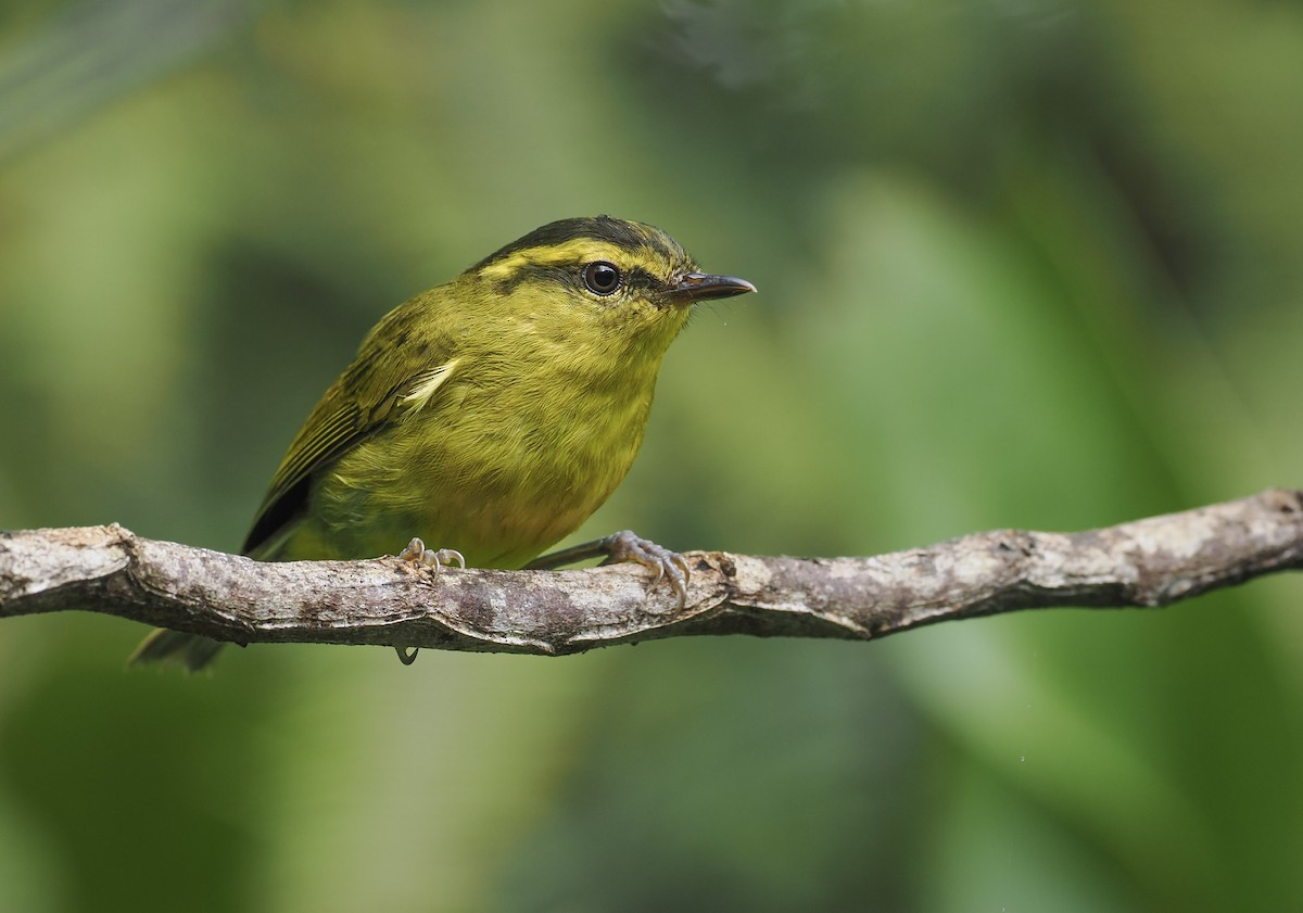 Mountain Leaf Warbler - ML627146724