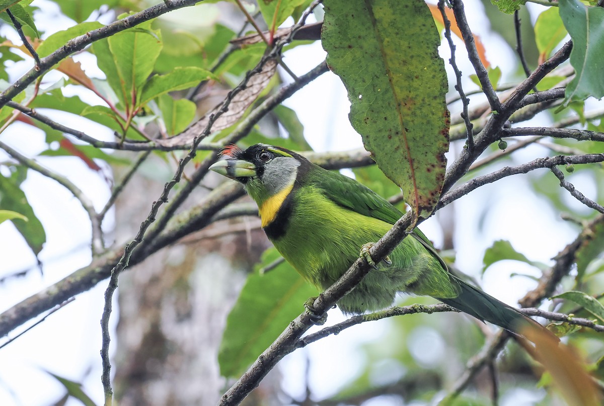 barbet pruhozobý - ML627146725