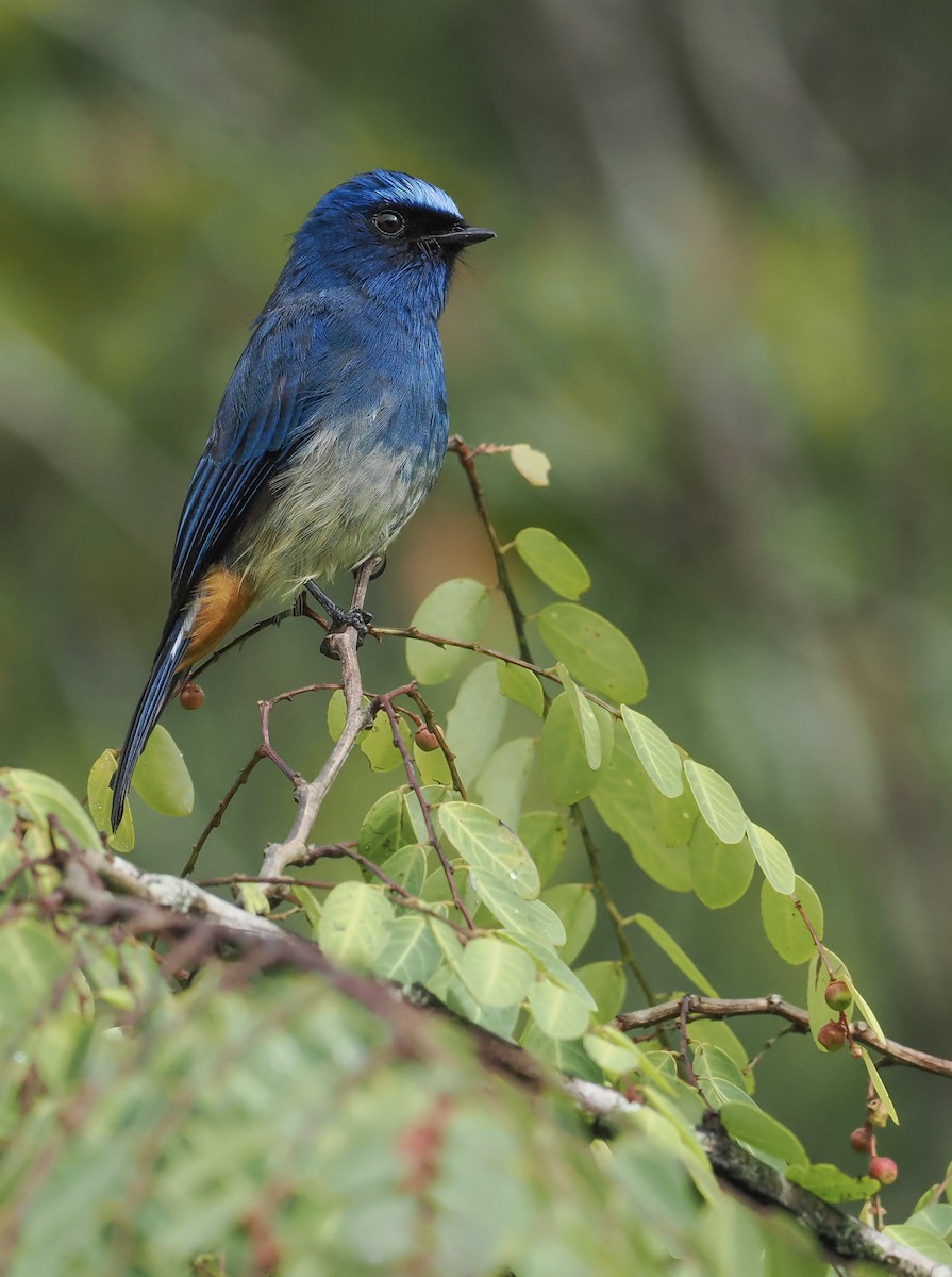 Indigo Flycatcher - ML627146733