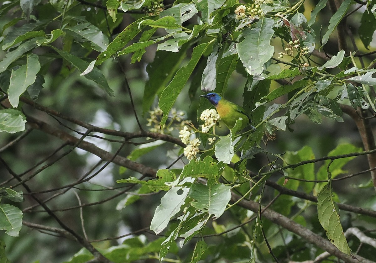 Blue-masked Leafbird - ML627146767