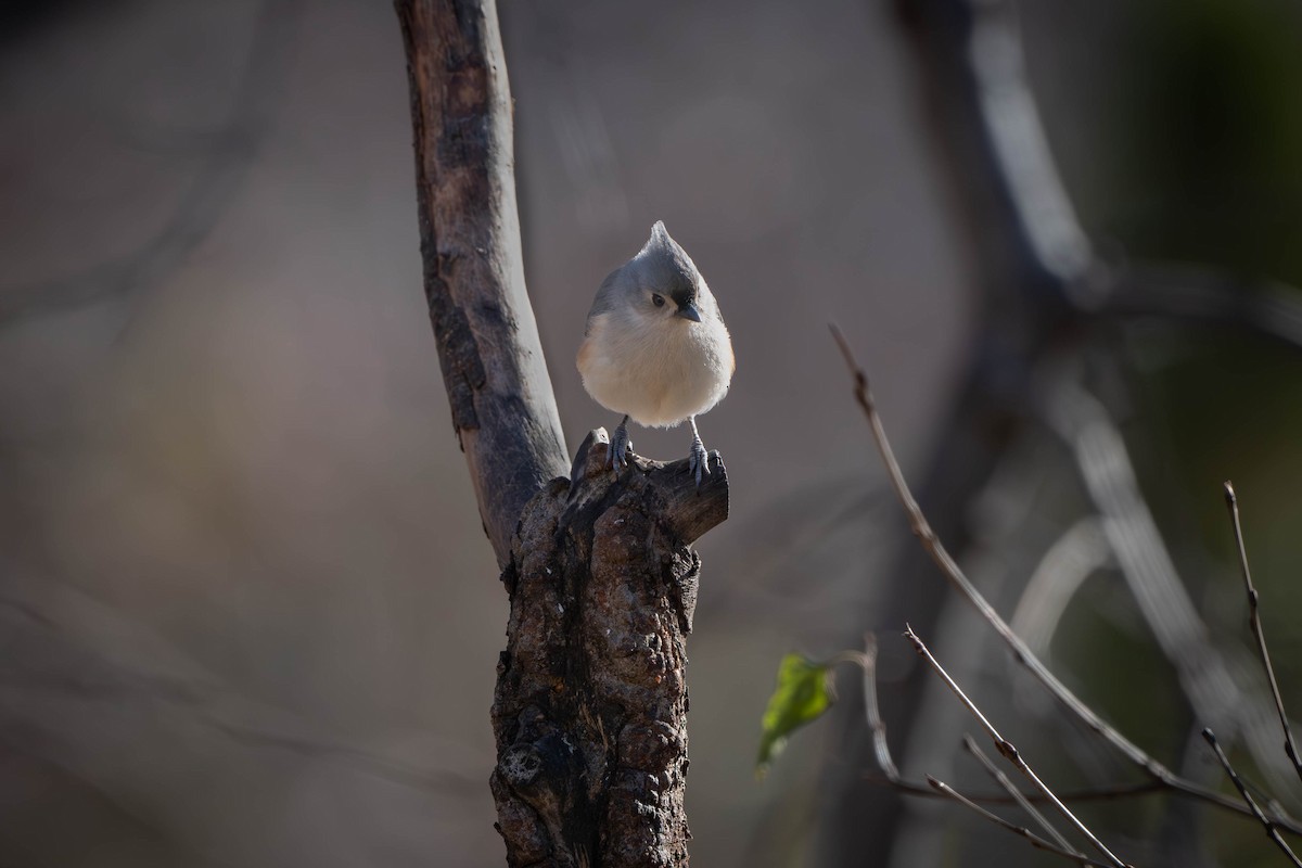 Tufted Titmouse - ML627146880