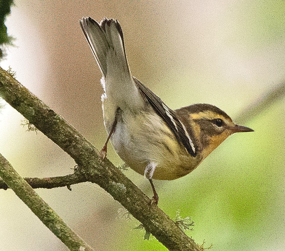 Blackburnian Warbler - ML627147117