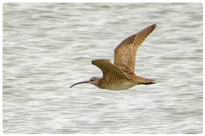 Courlis corlieu (hudsonicus) - ML627147215