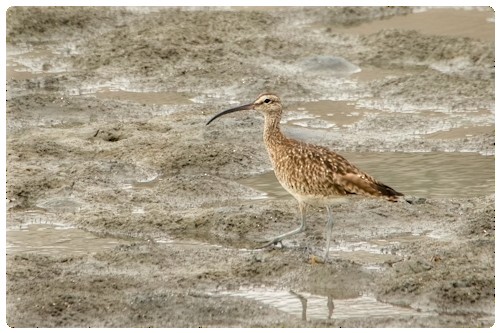 Courlis corlieu (hudsonicus) - ML627147216