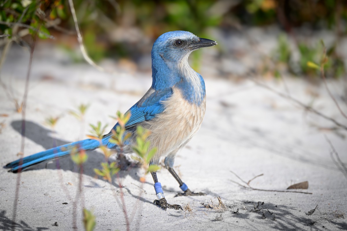 Florida Scrub-Jay - ML627147326
