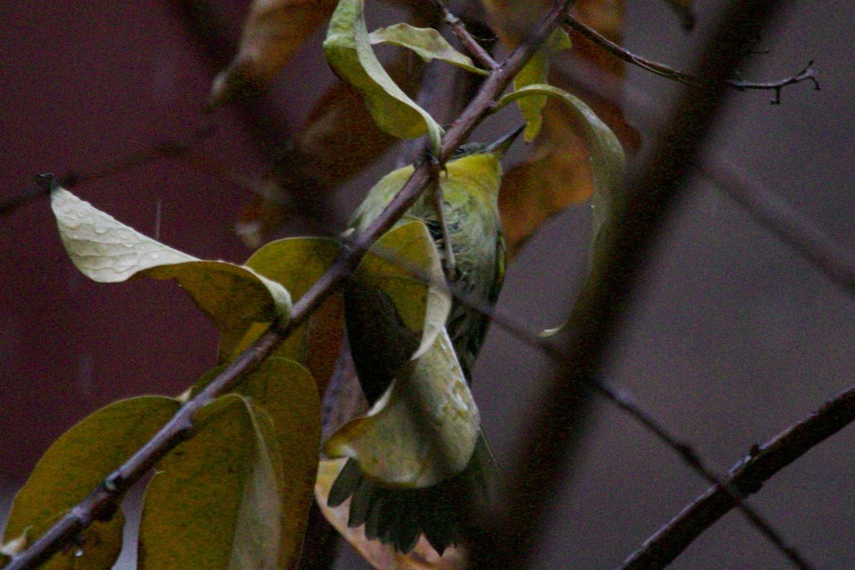 Paruline masquée - ML627147383