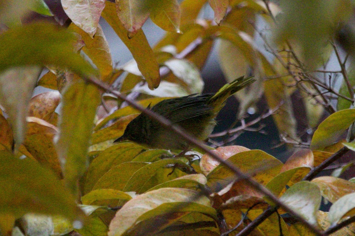 Paruline masquée - ML627147384