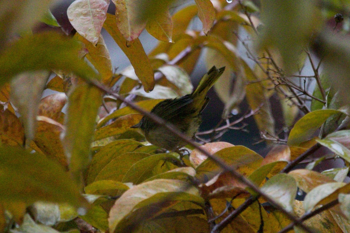 Paruline masquée - ML627147385