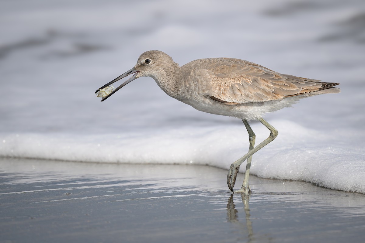 Willet - ML627147428