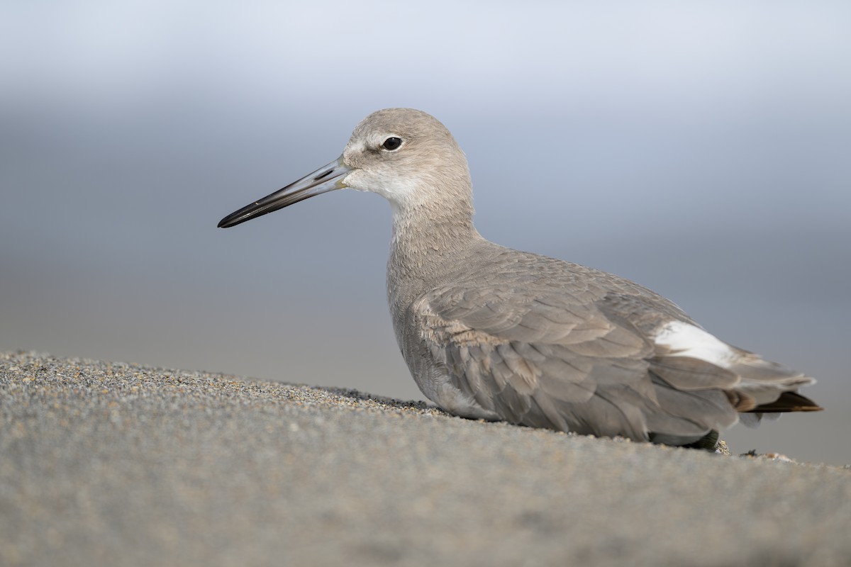 Willet - ML627147439