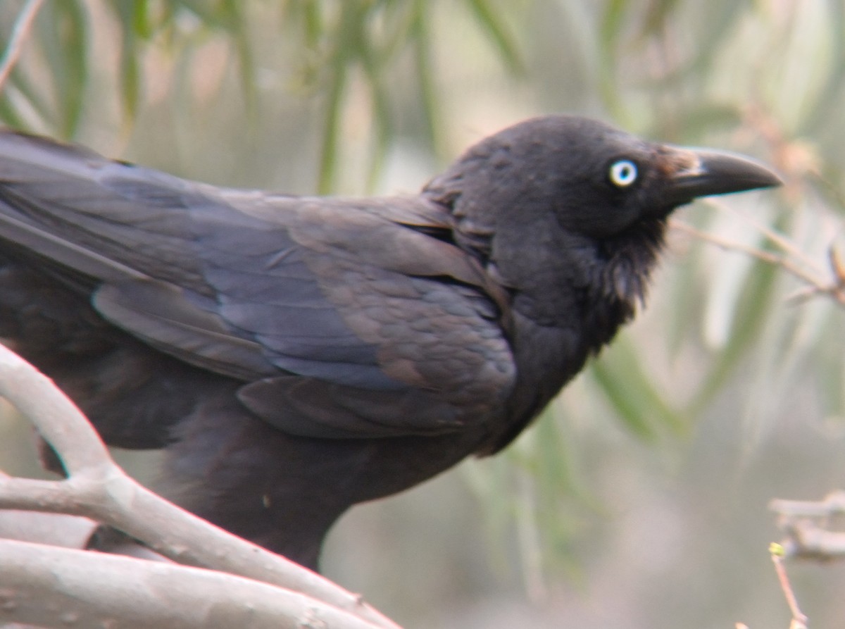 Little Raven - ML627147455