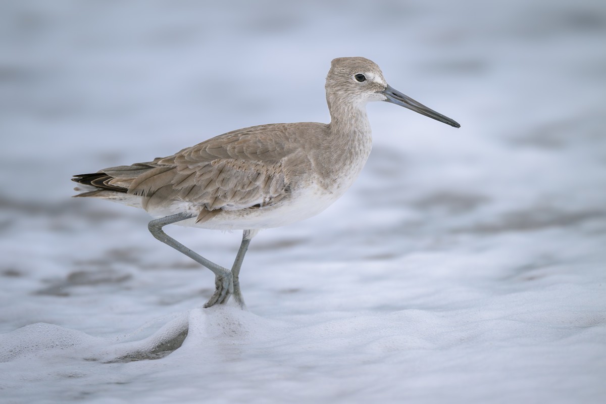 Willet - ML627147523