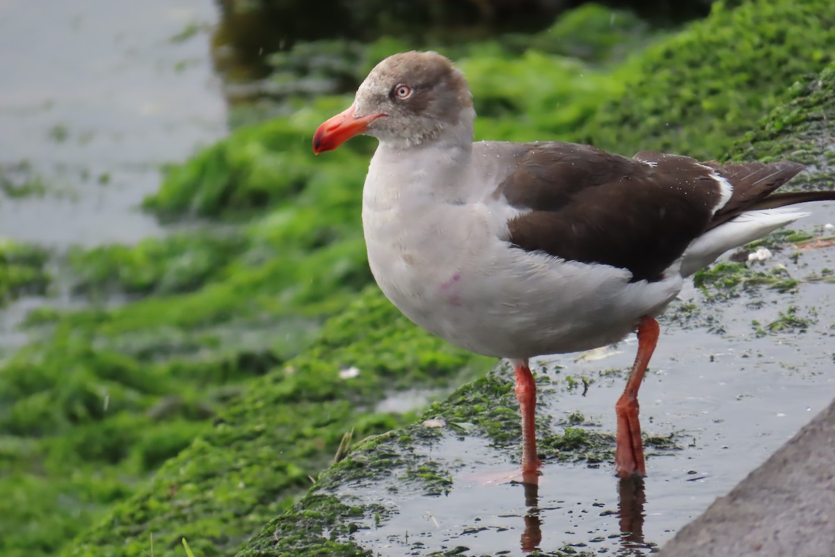 Dolphin Gull - ML627147604