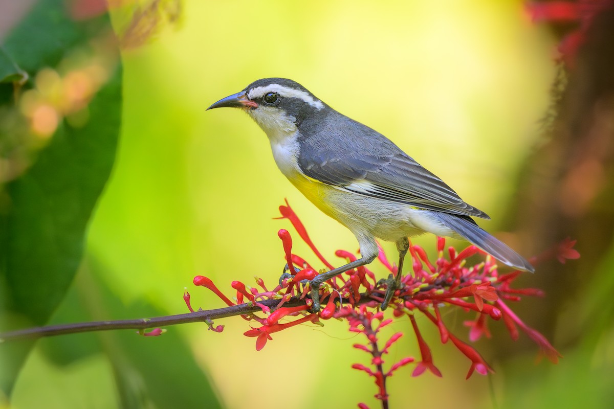 Bananaquit - ML627147608