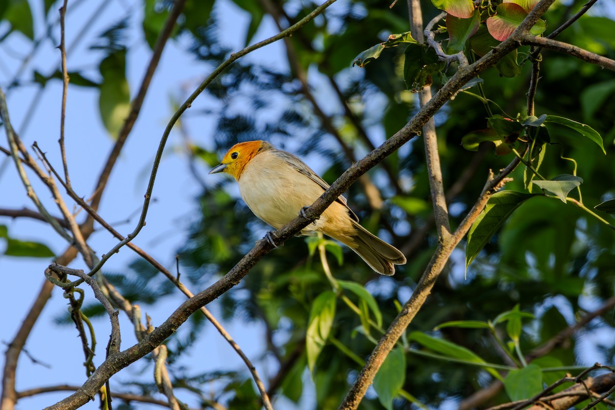 Orange-headed Tanager - ML627147617