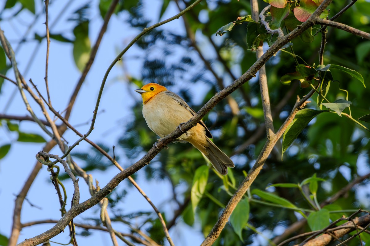 Orange-headed Tanager - ML627147618