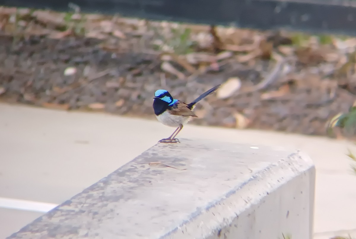 Superb Fairywren - ML627147627