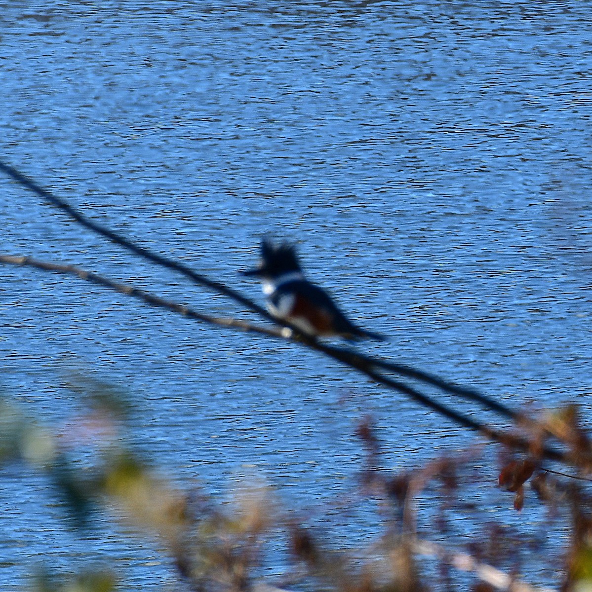 Belted Kingfisher - ML627147670