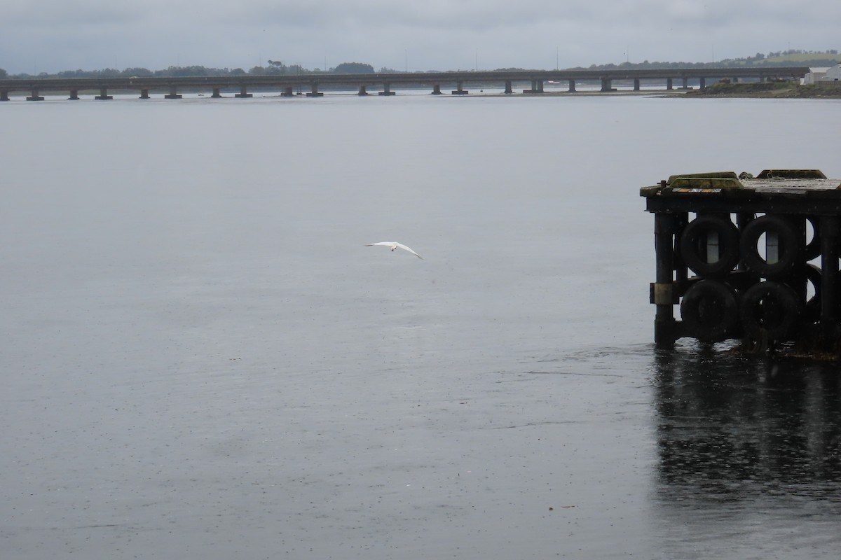 Great Egret - ML627147675