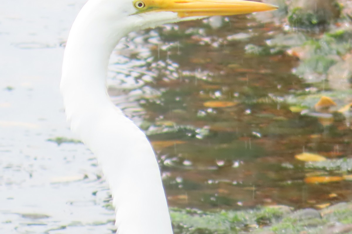 Great Egret - ML627147676