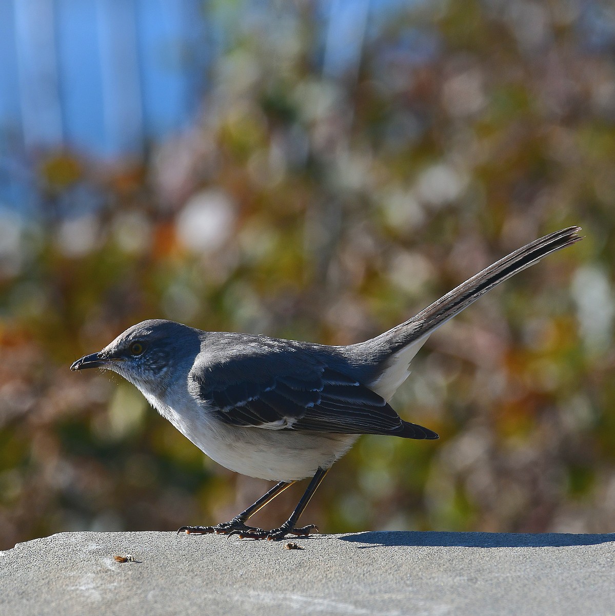 Northern Mockingbird - ML627147678