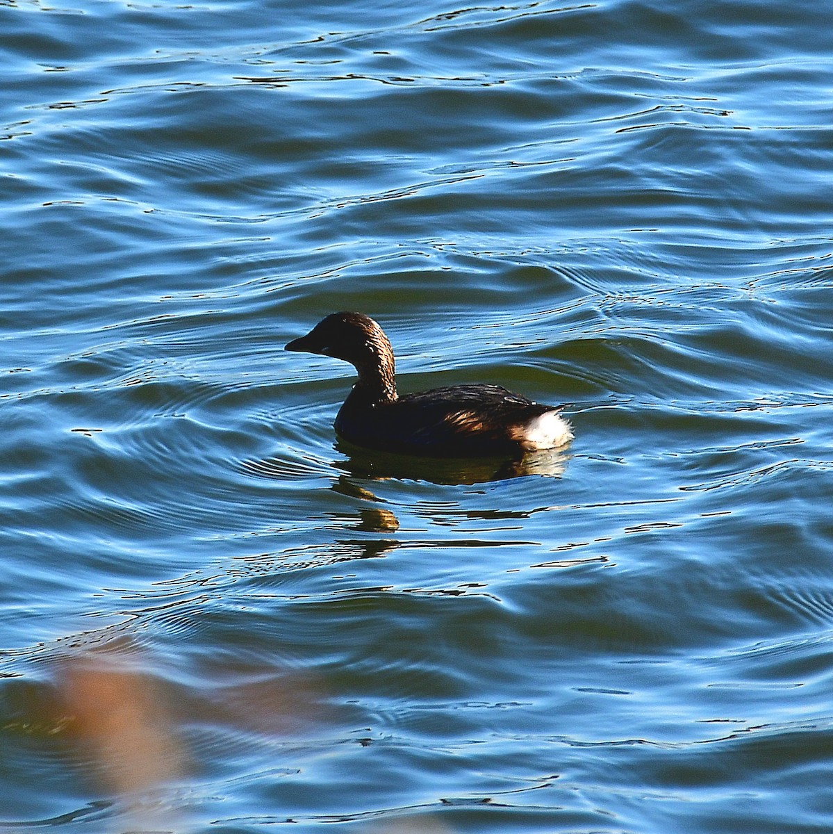 Pied-billed Grebe - ML627147700