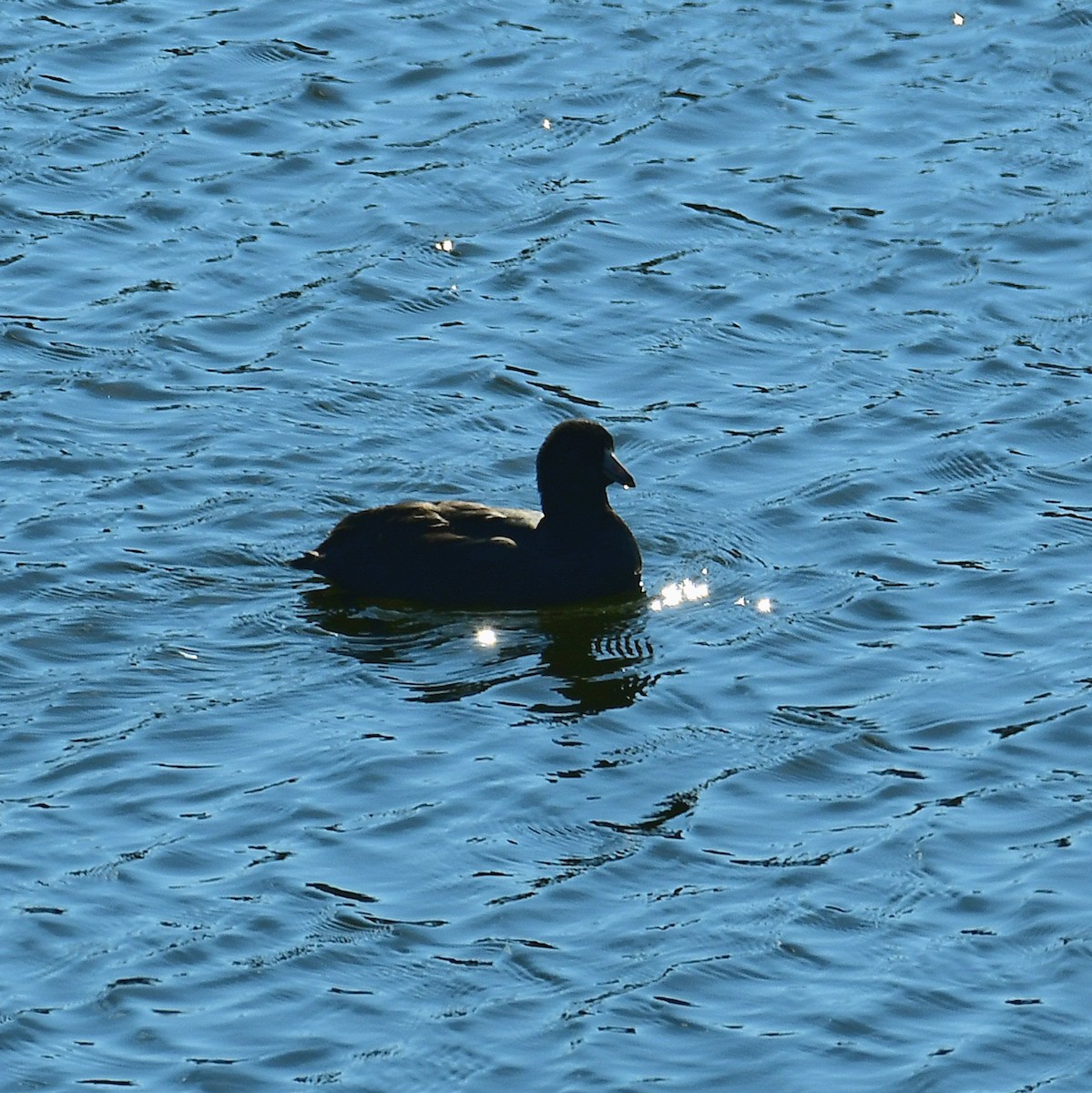 American Coot - ML627147738