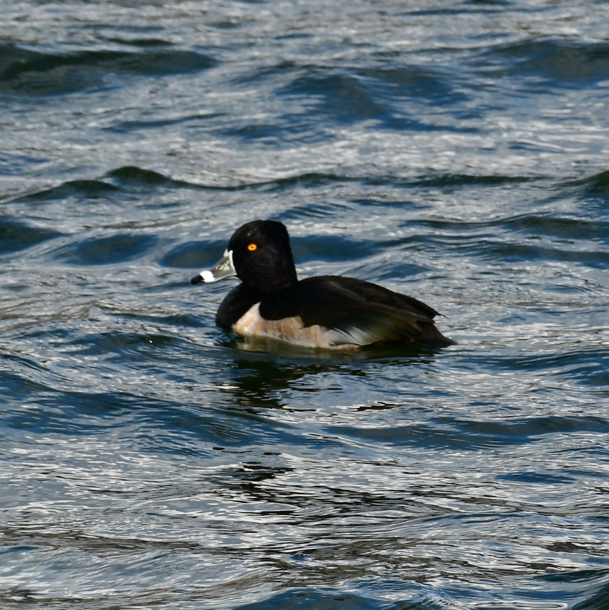 Ring-necked Duck - ML627147757