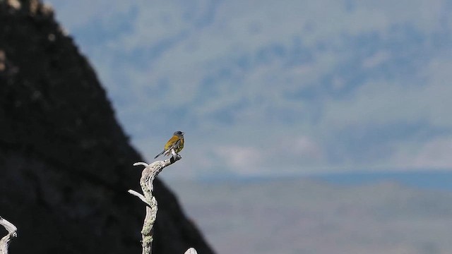 Gray-hooded Sierra Finch - ML627147781