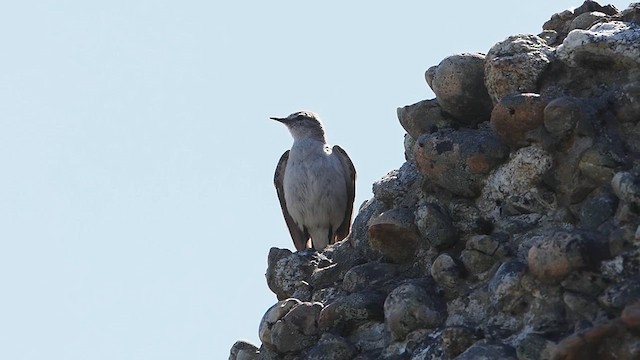 White-browed Ground-Tyrant - ML627147793